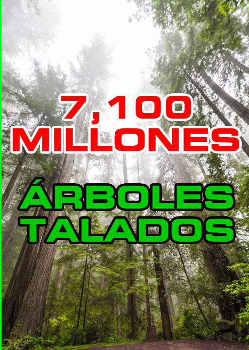 Millones De Rboles Talados Ayuda A Reciclar Con Molinos Y